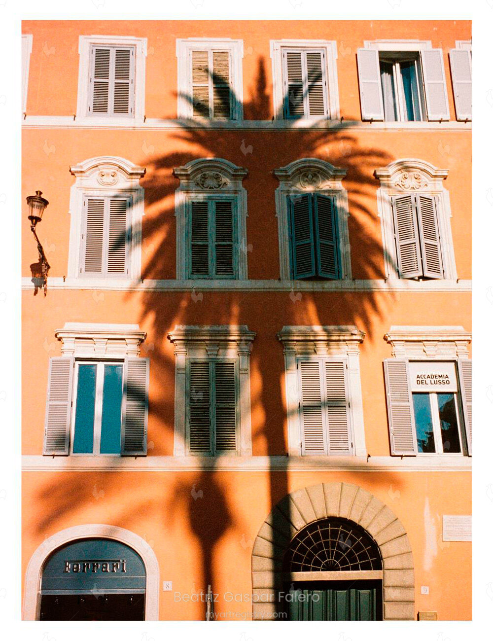 Palmera en Roma