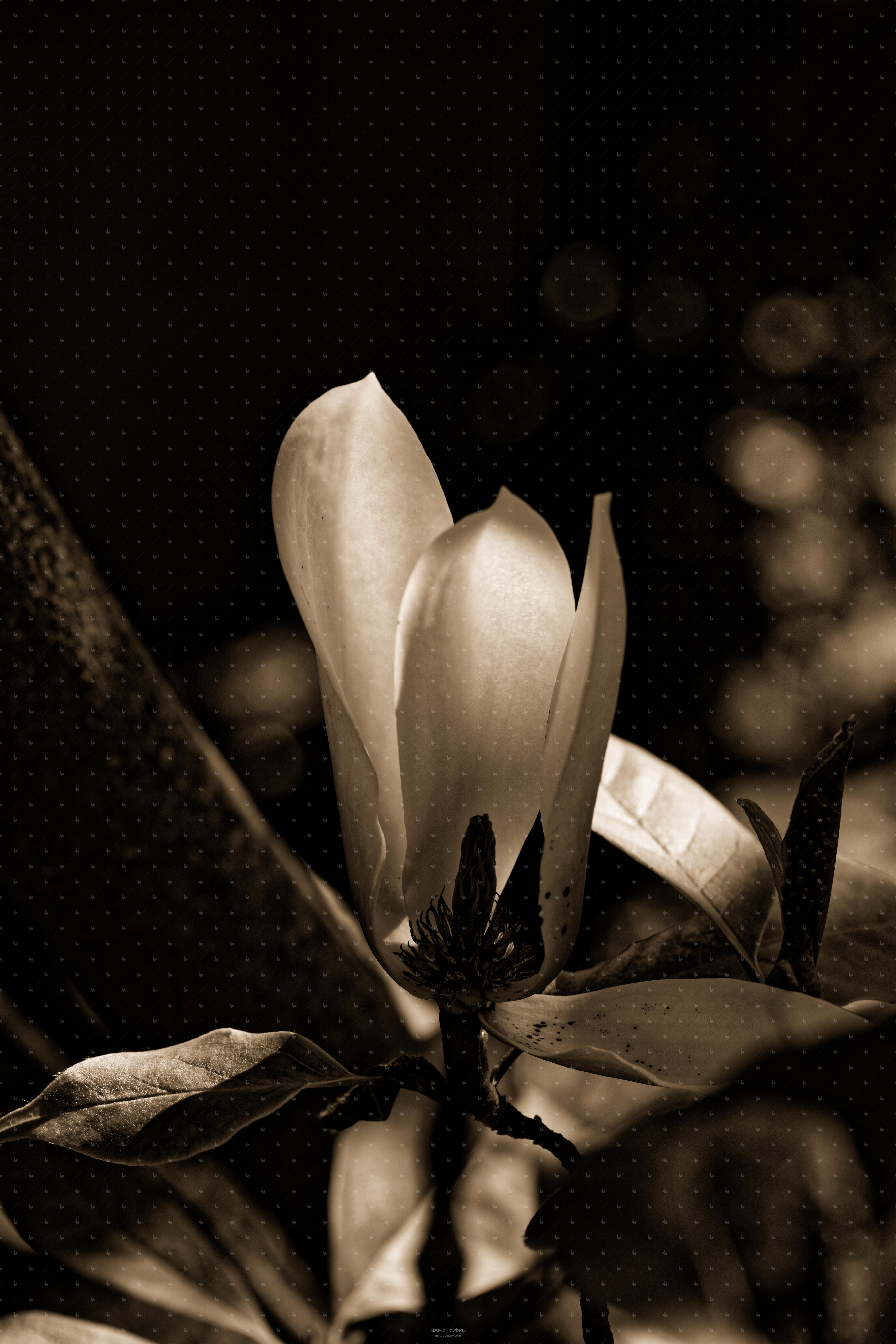Magnolia