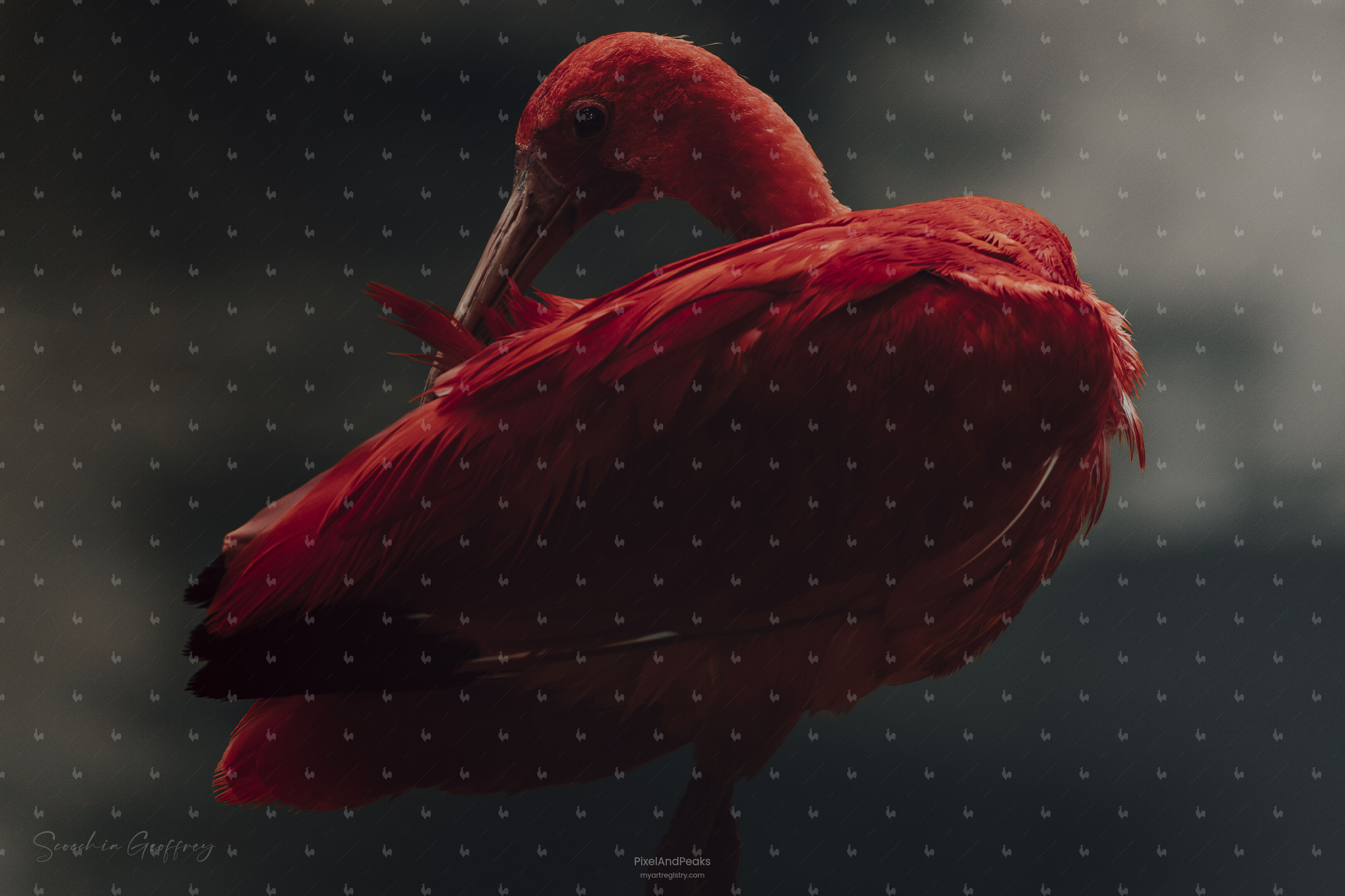 Iris Rouge