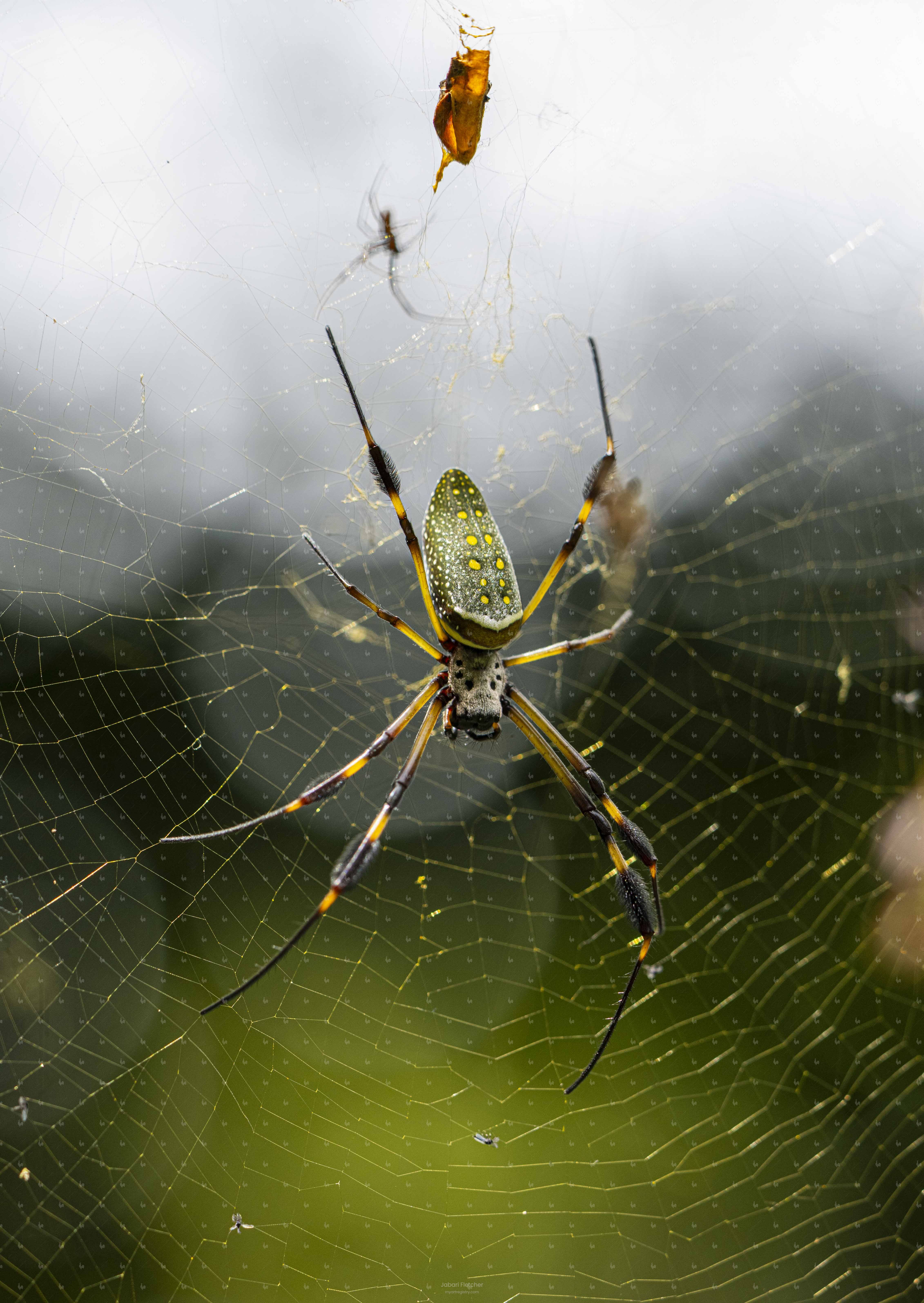 A Spider like No Other
