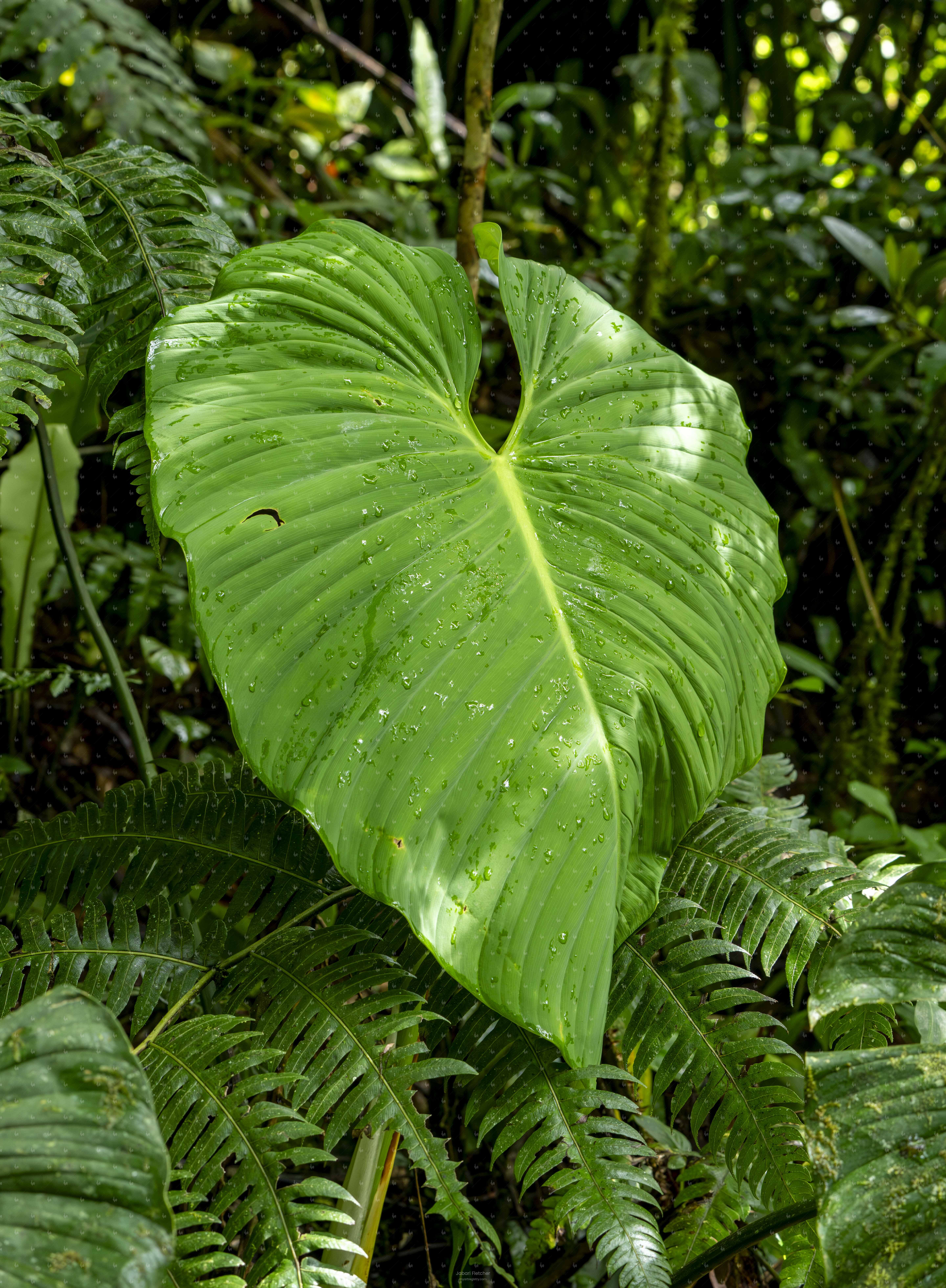Pig's Skin Philodendron by Jabari Fletcher | MyArtRegistry