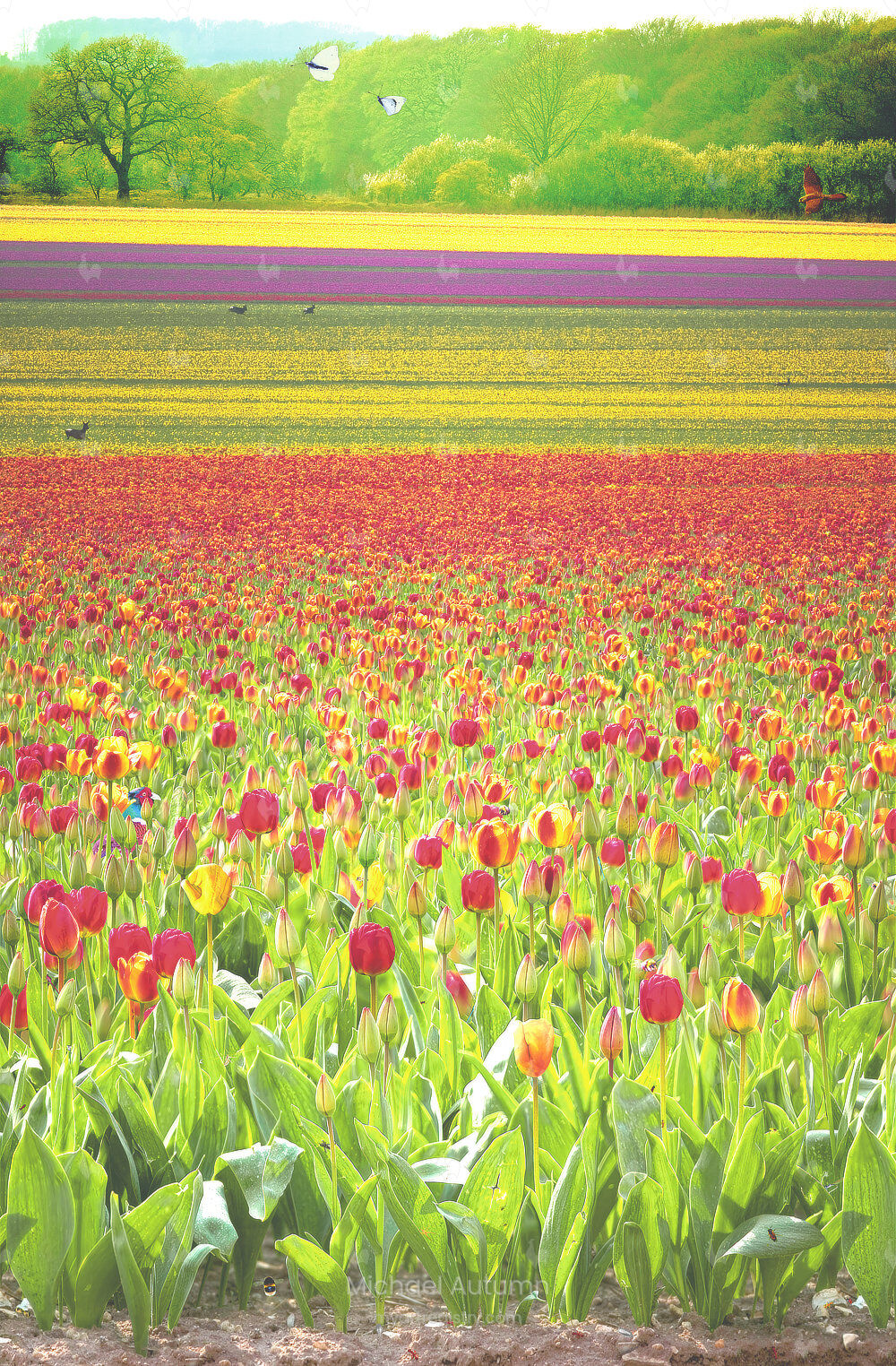 Depth of Tulip Field