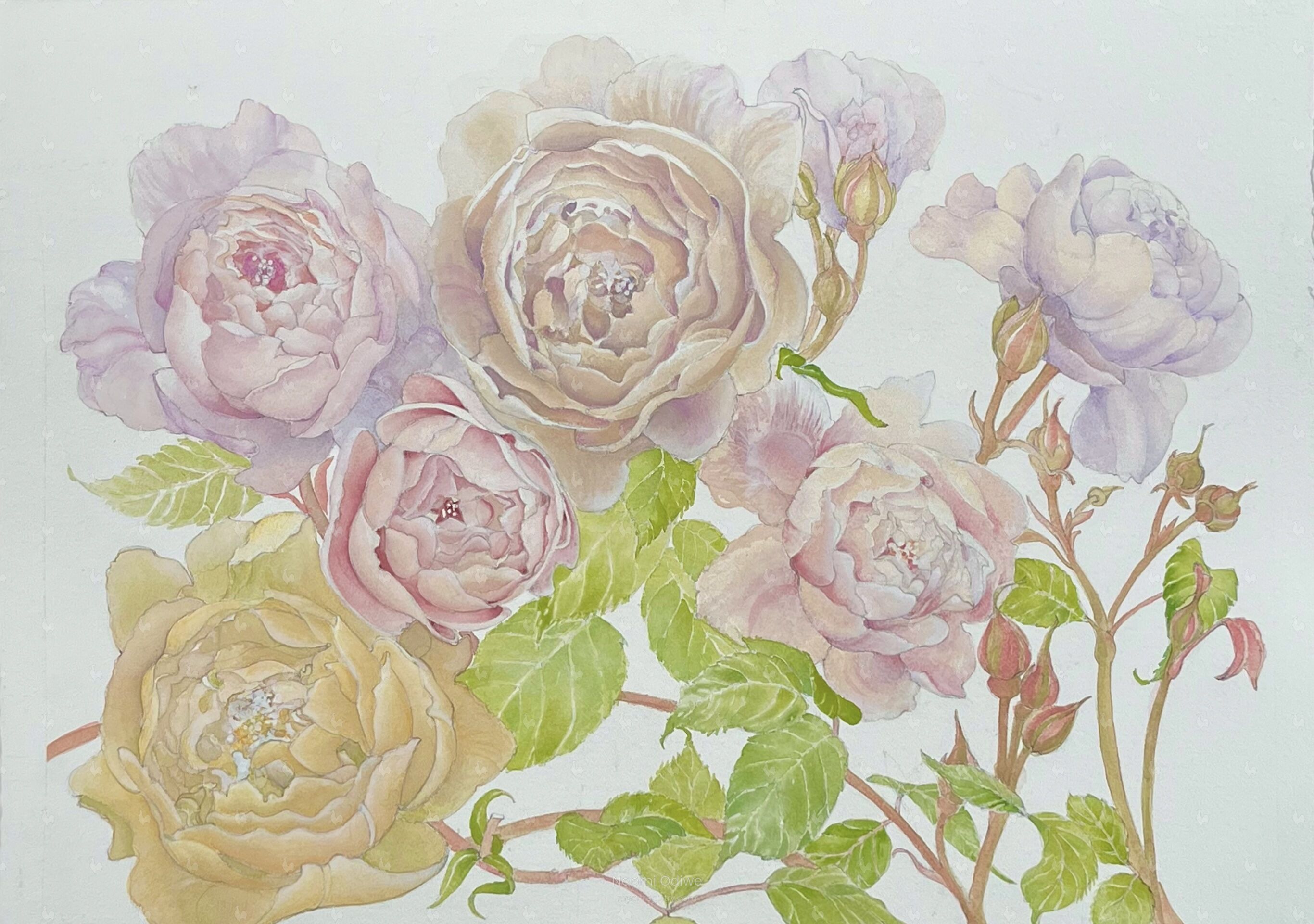 Antique Roses In Spring