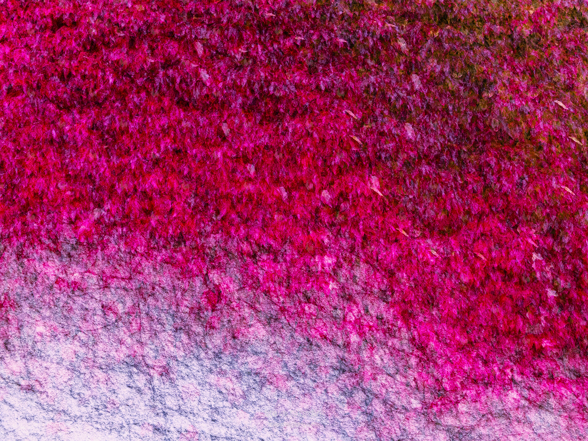 Maple Wall 24159ICMIBNWND850_4x3