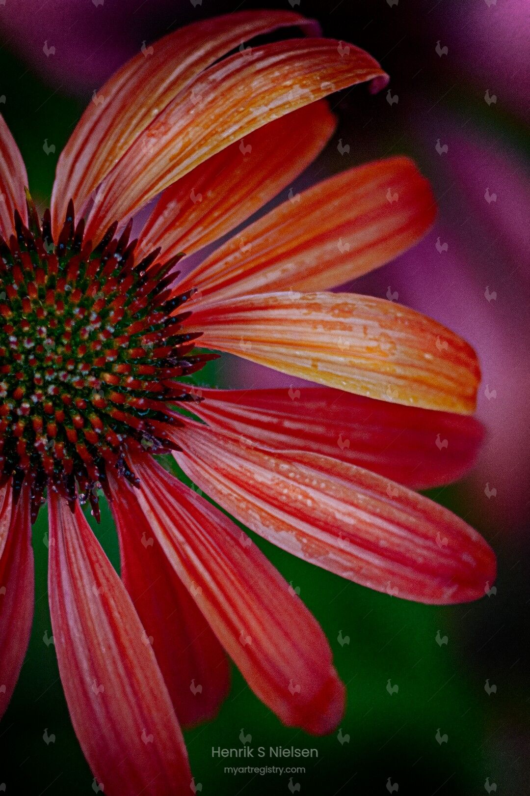 Close-up flower