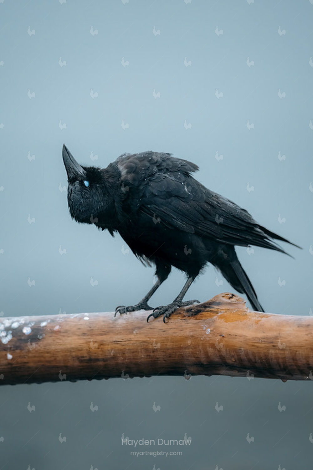 HUGINN [20x30 inch metal, framed]