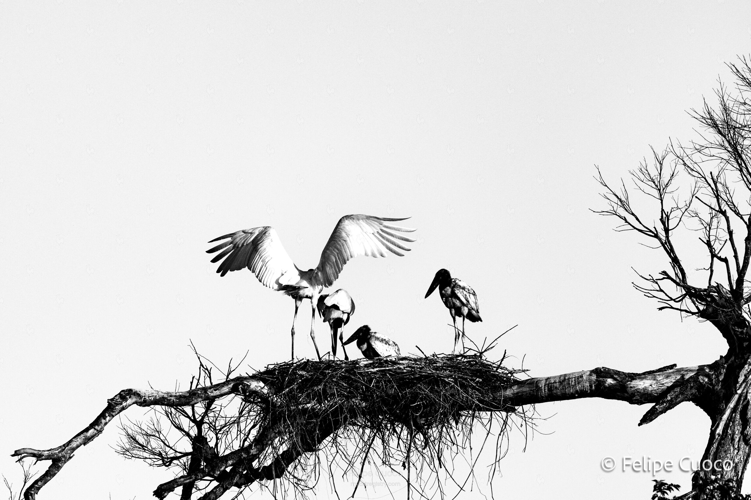 ANCESTRAL NEST