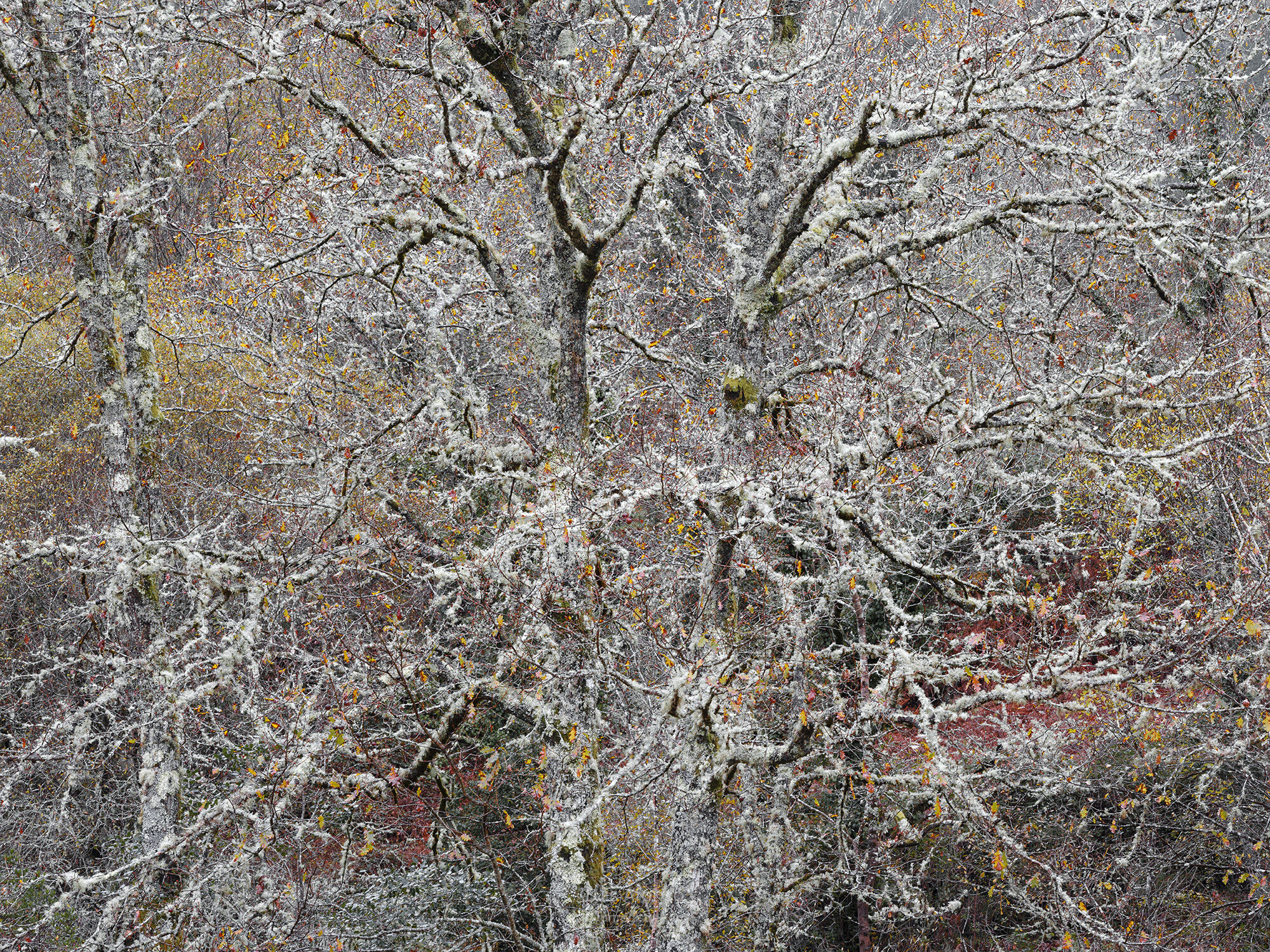 Autumn Tapestry II