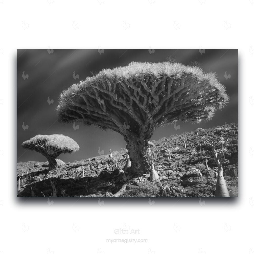 Socotra #3 - Fine Art Wall Print | Fine Art Photography | Limited 100/100