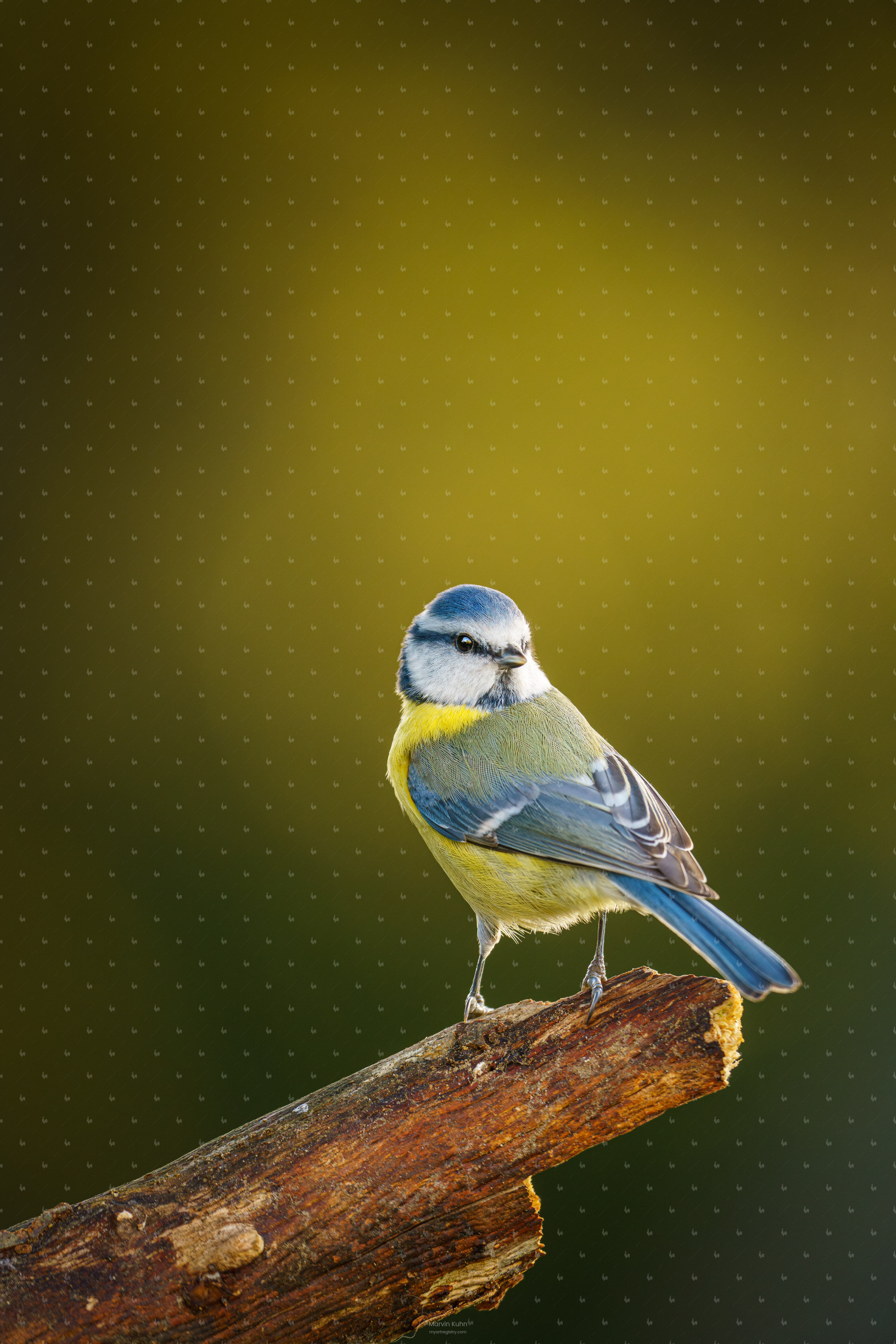 Ein Federkleid aus Blau und Gold