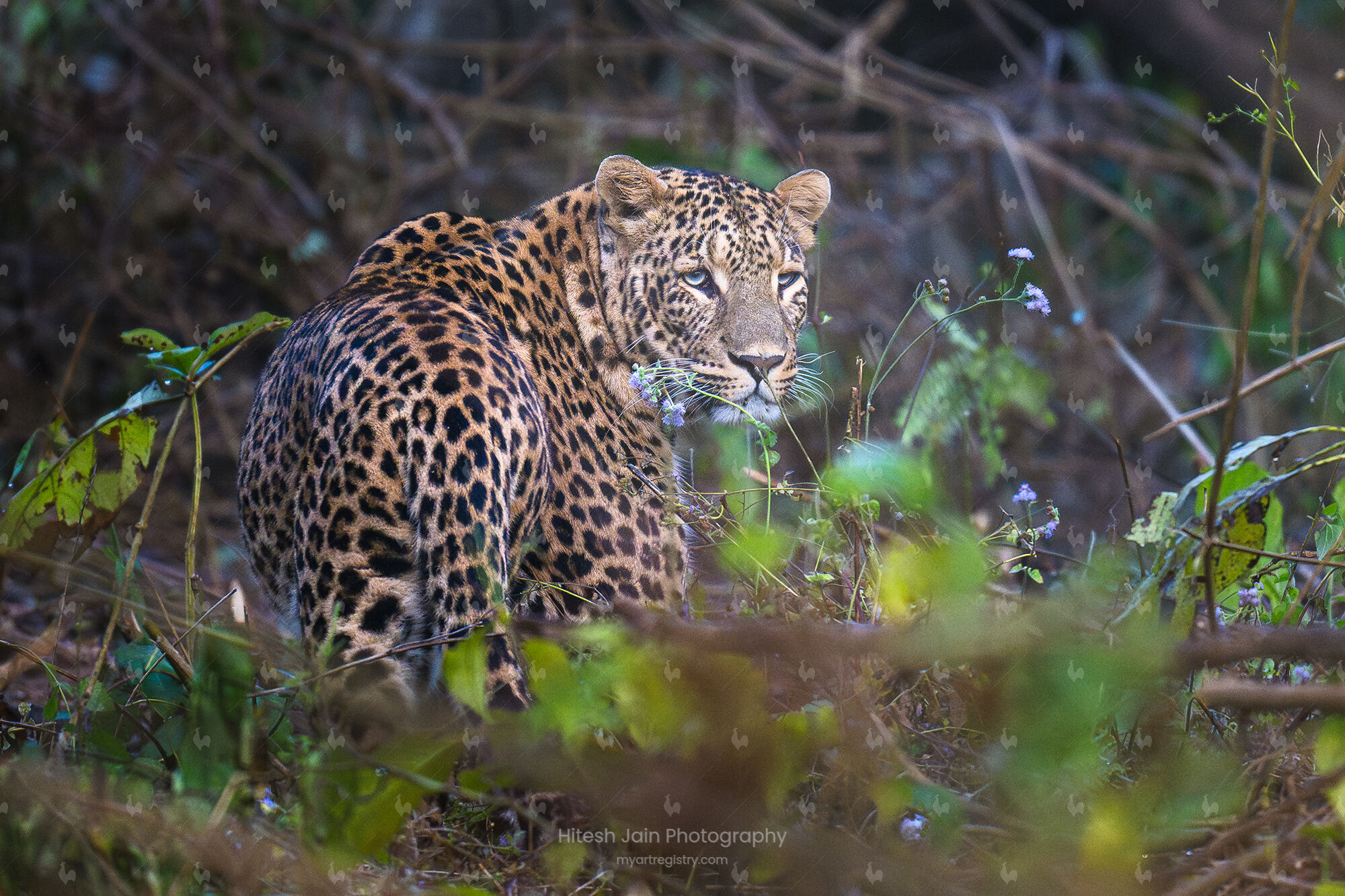 Eyes Through the Wilderness
