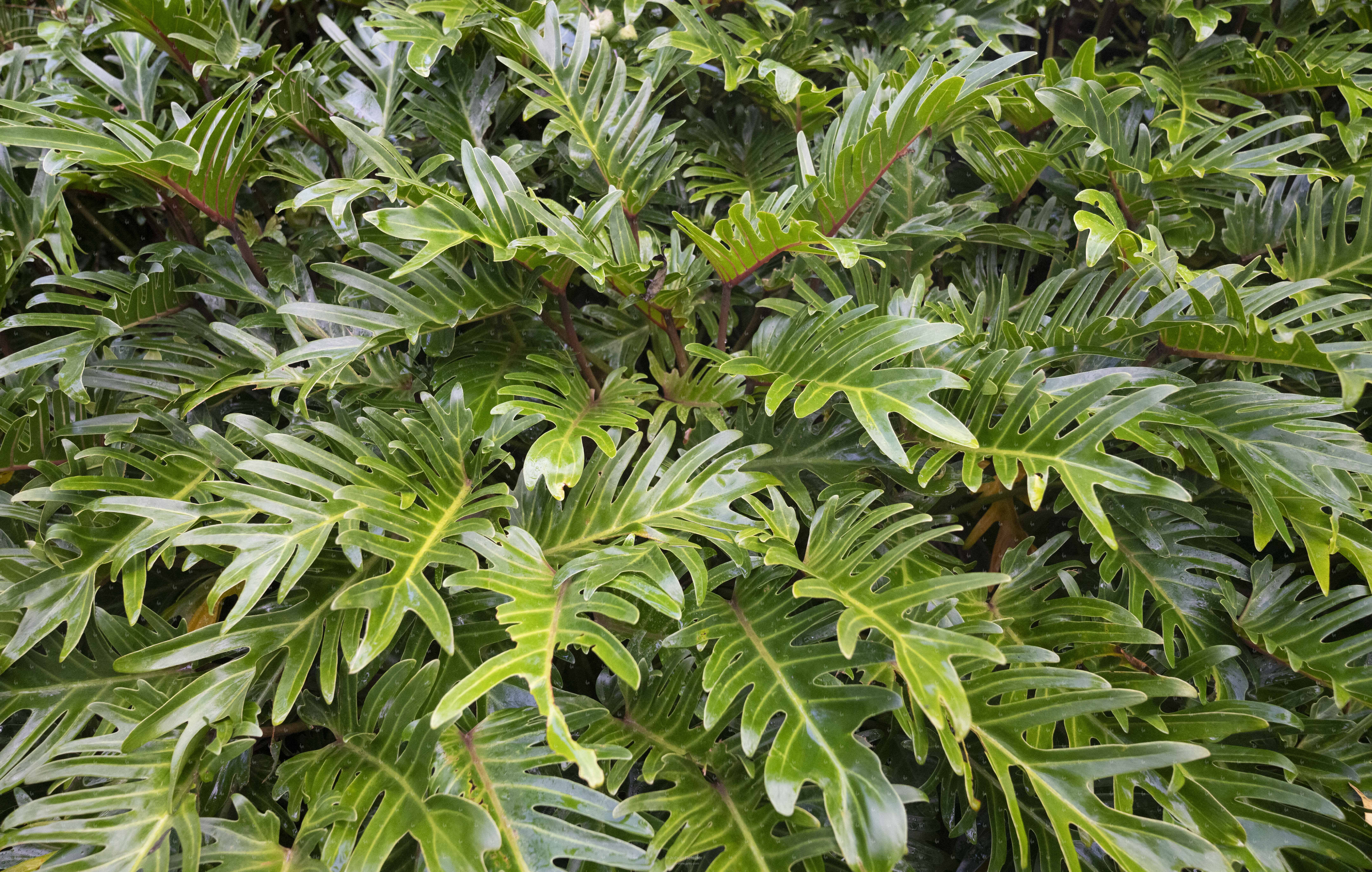 Costa Rica Vegetation, Winterbourn 