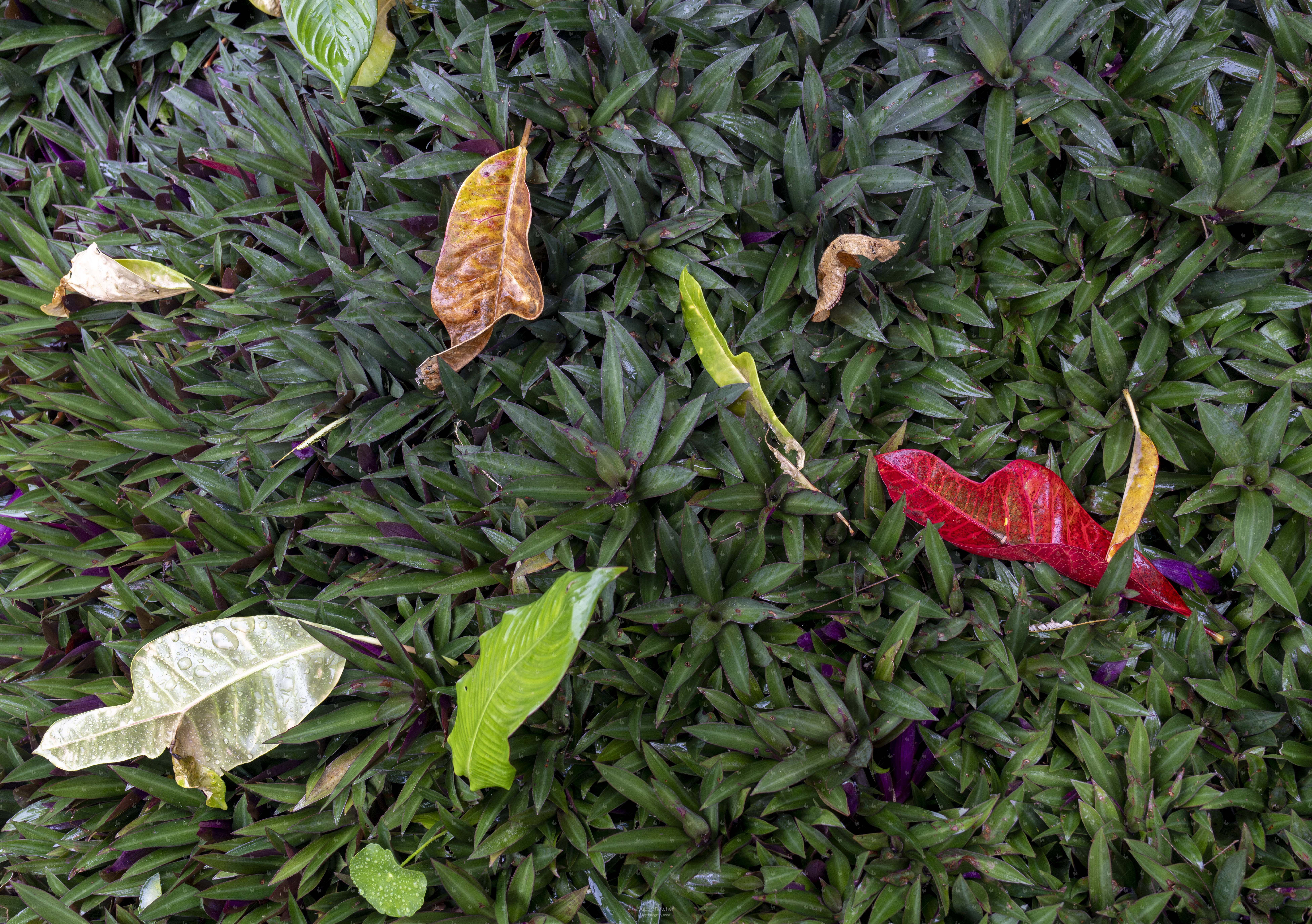 One Red Leaf 