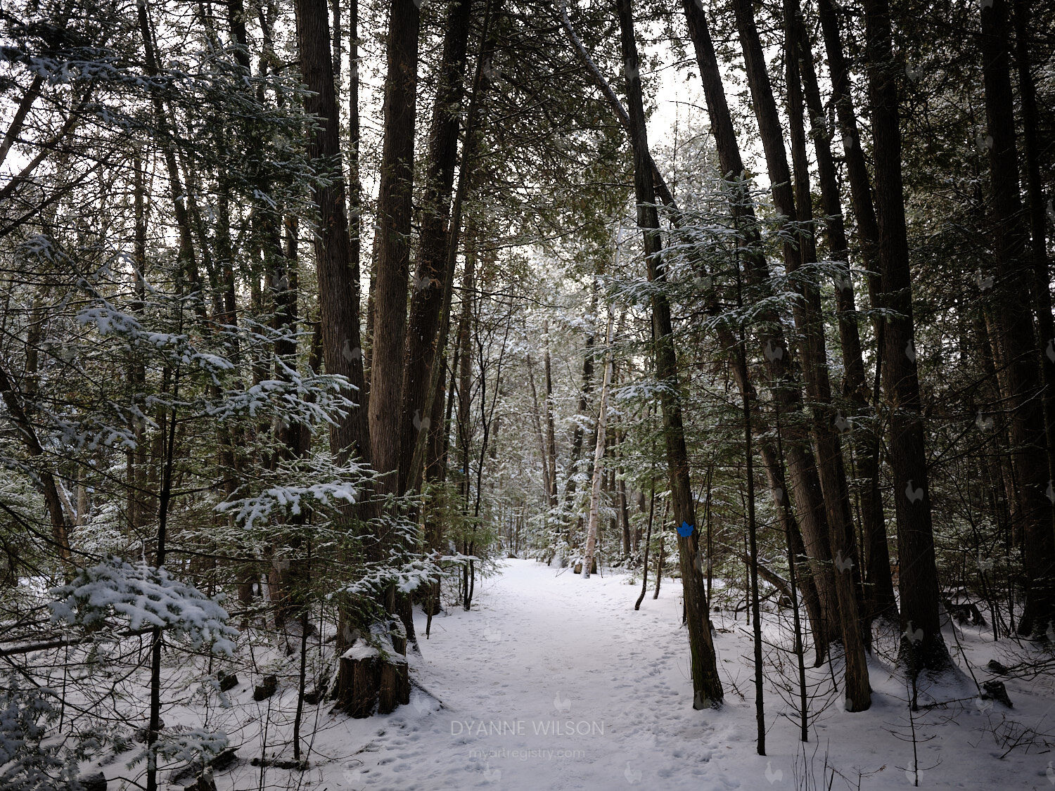 The Maple Trail
