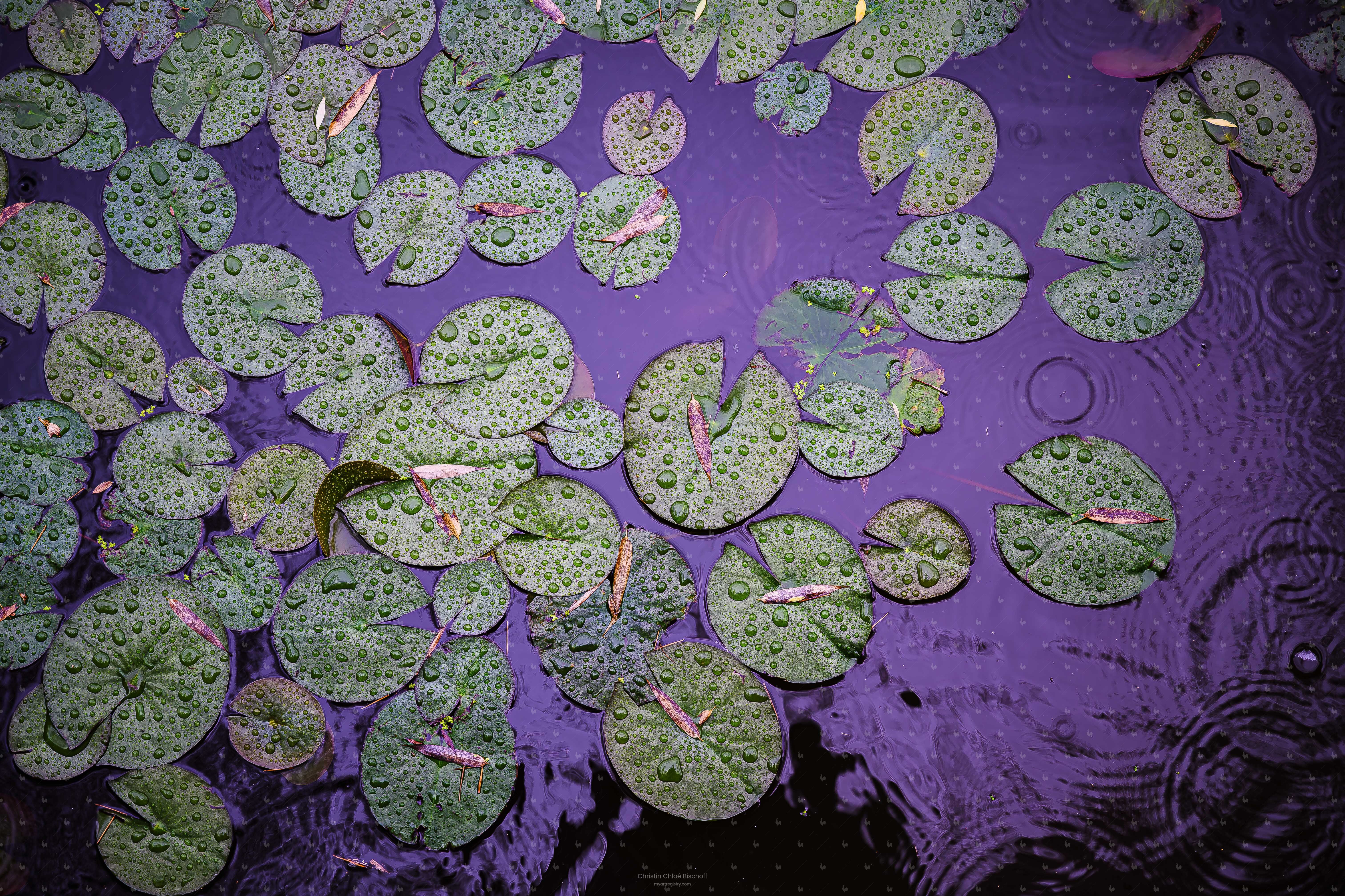 Water Lily [Acryl | 40x60]