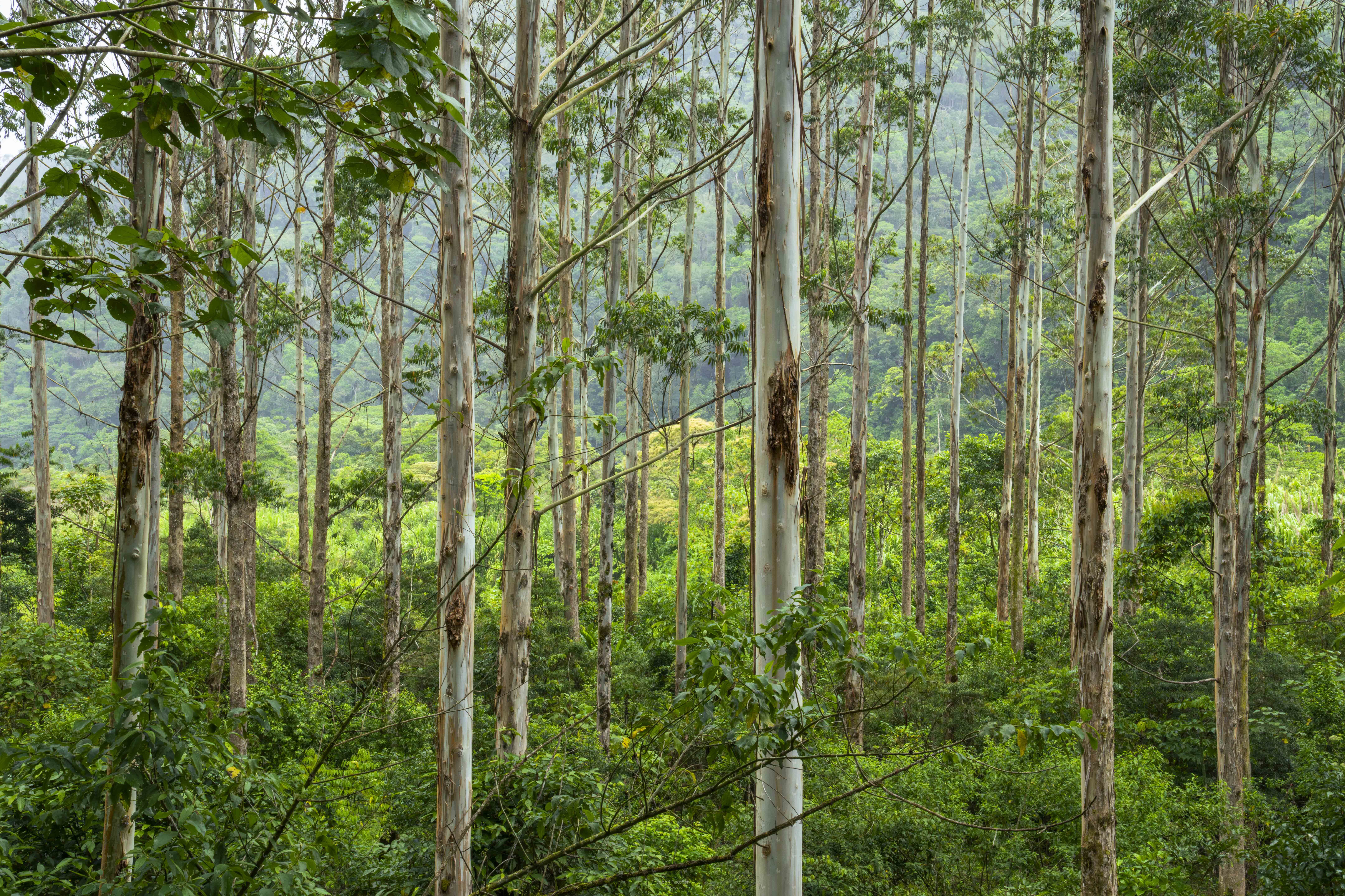 Tall Trees Stand Tall