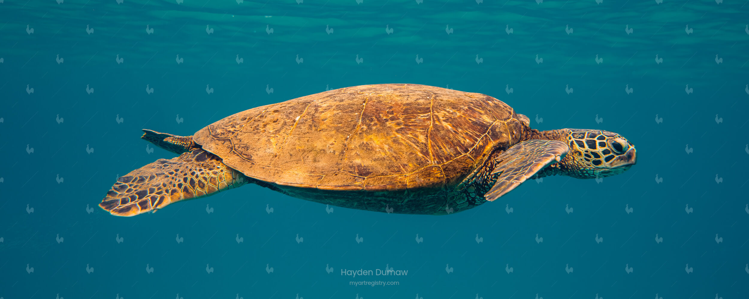 AQUADYNAMIC (20x8 inch ChromaLuxe Edition - Print 1 of 3)
