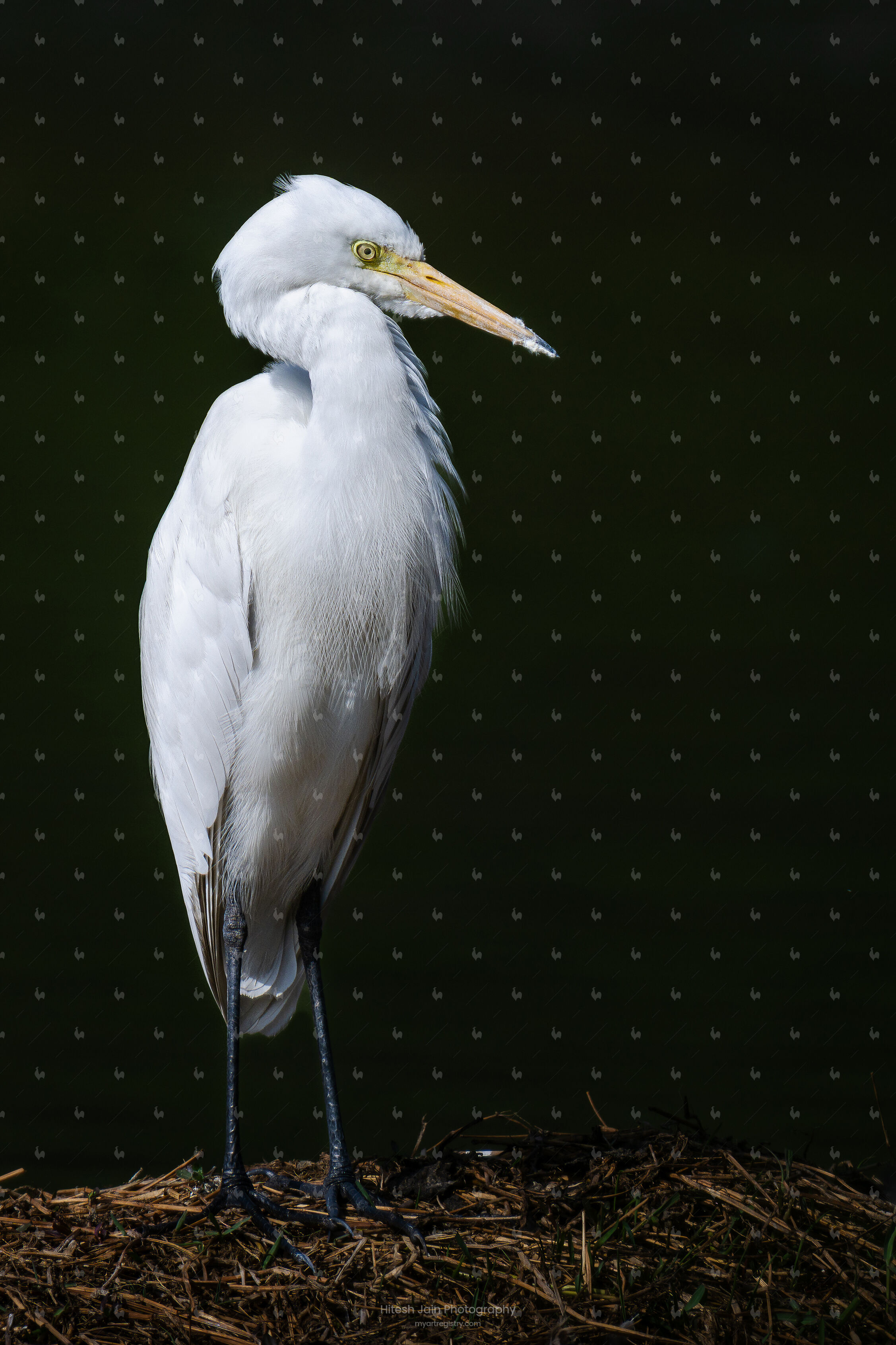 The Juvenile Great Egret