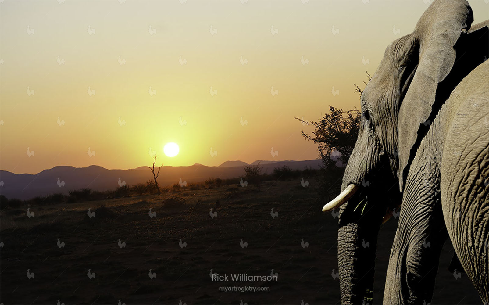 Beebe the Elephant - Evening Stroll