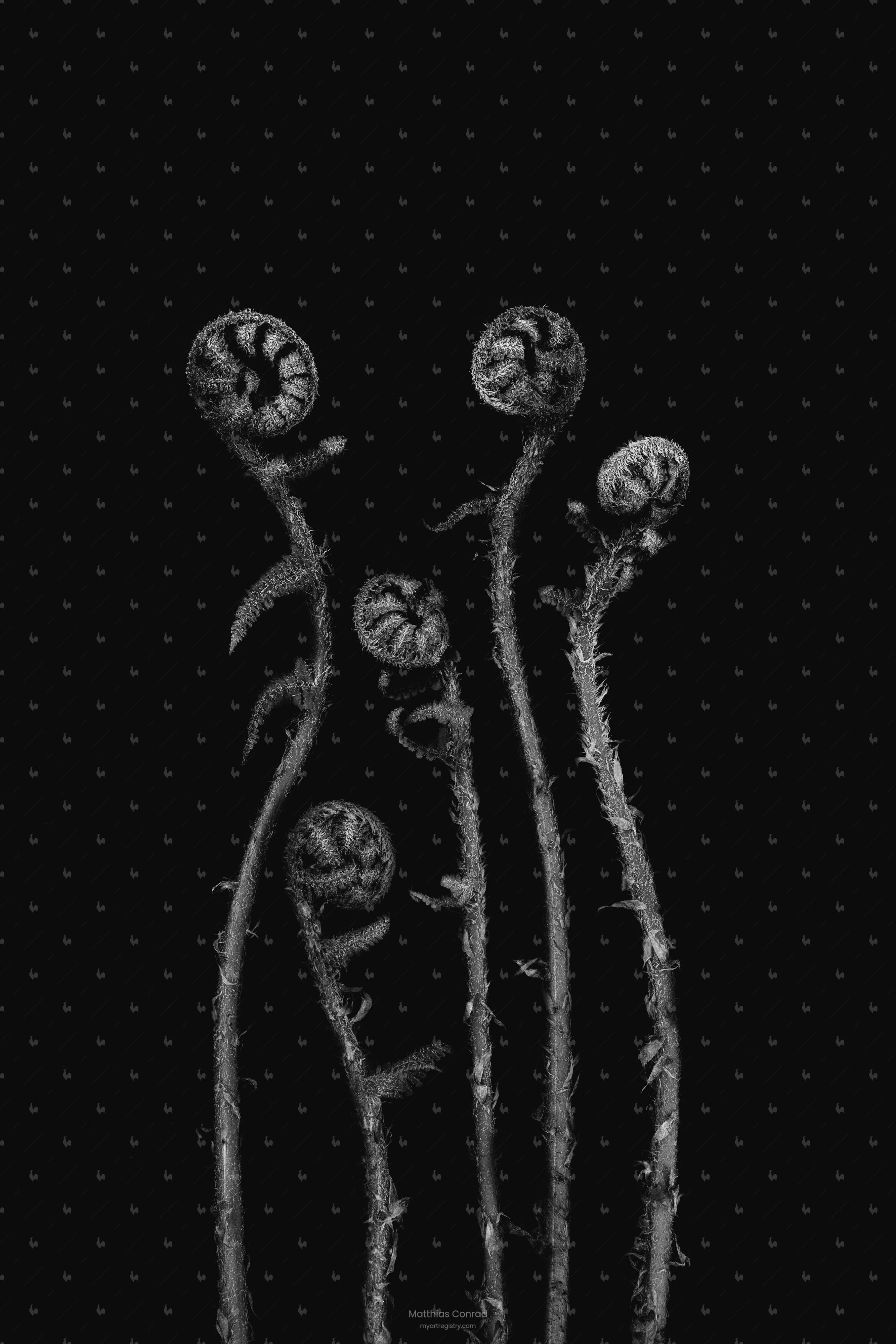Botanical Studies - The B-Sides - No. 10