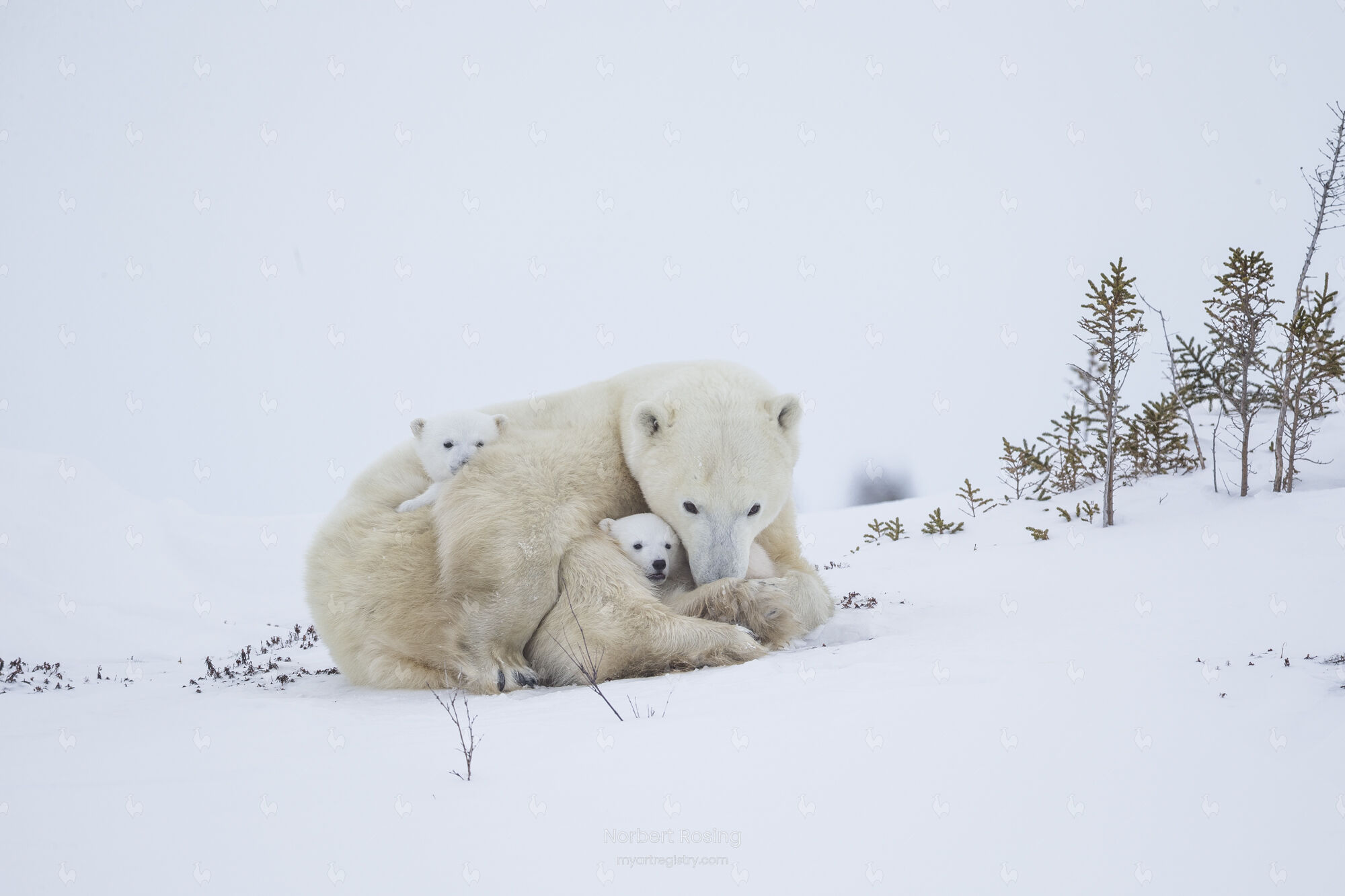 Protection