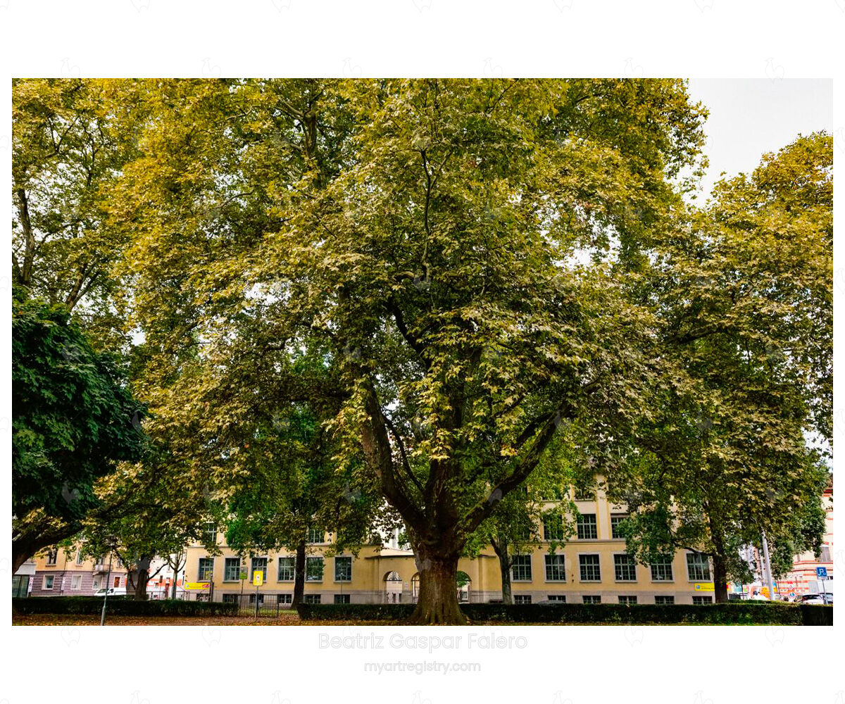 Árbol ancla en Zúrich