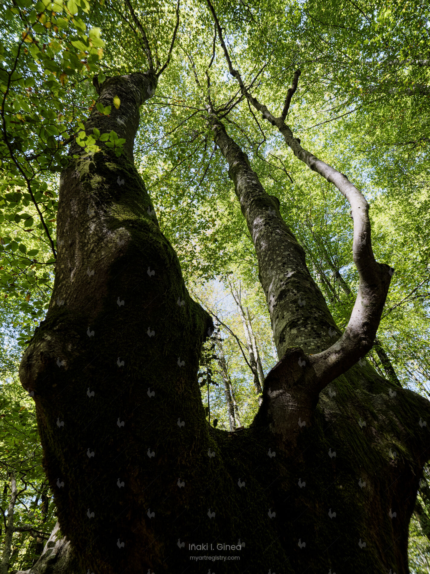 Basoak #003