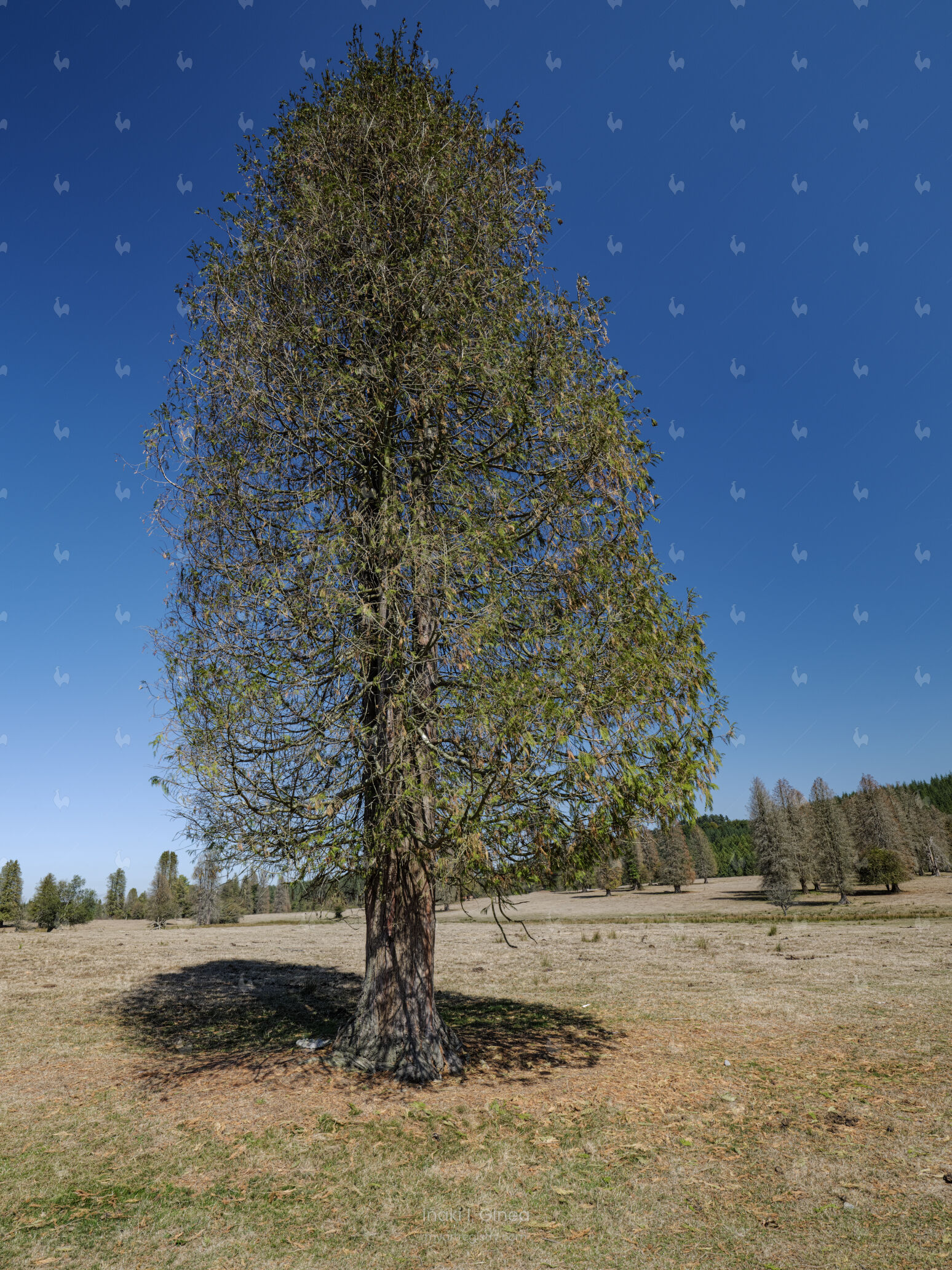 Basoak #005
