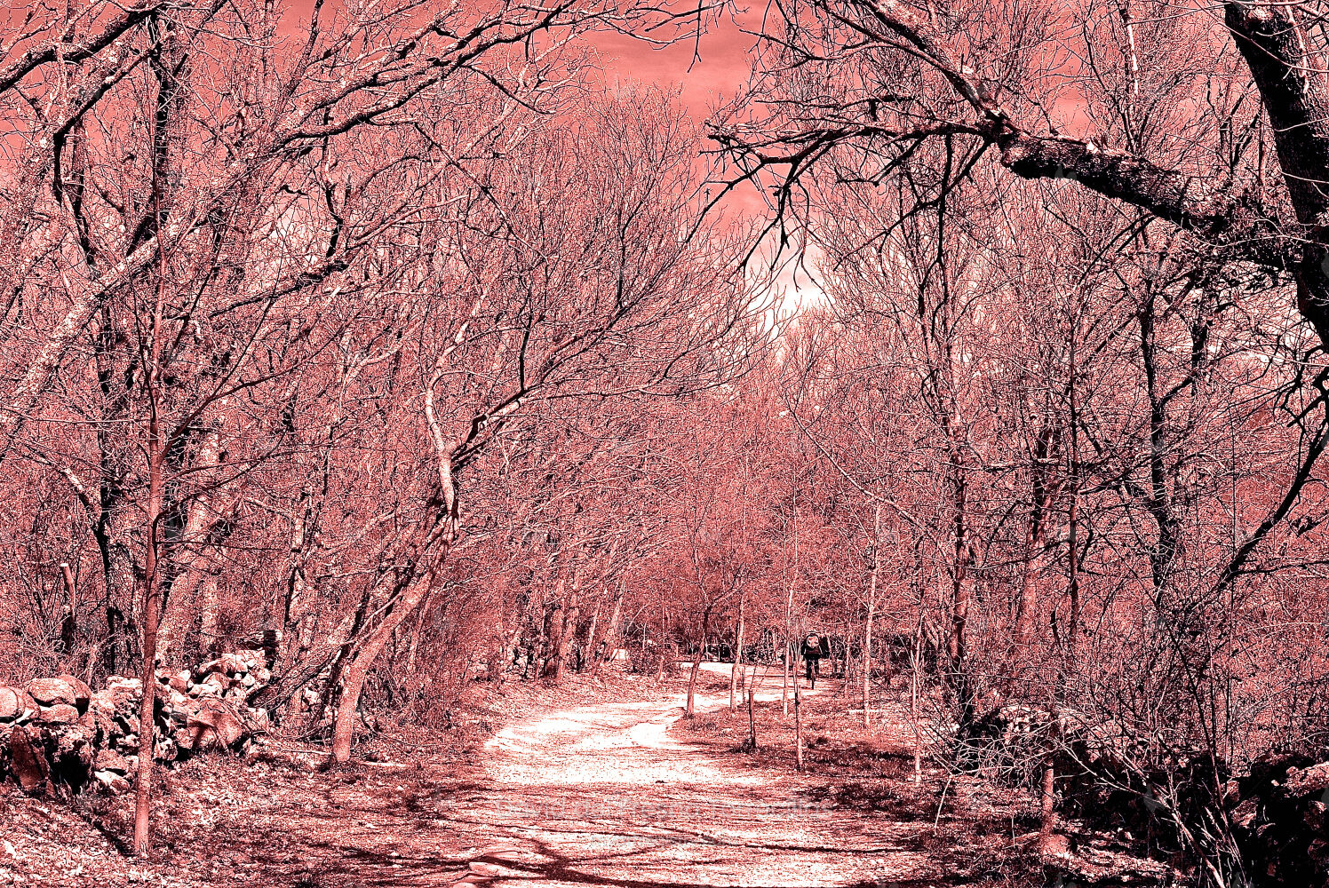Winter Path: When the Landscape Becomes Memory