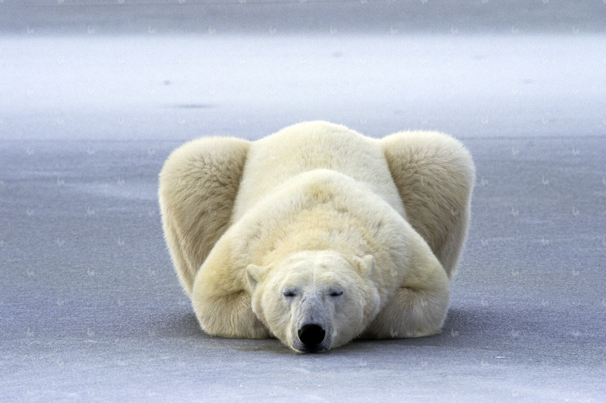 Polar bear at Ease