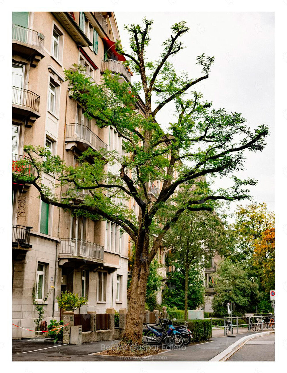 Árbol Zúrich