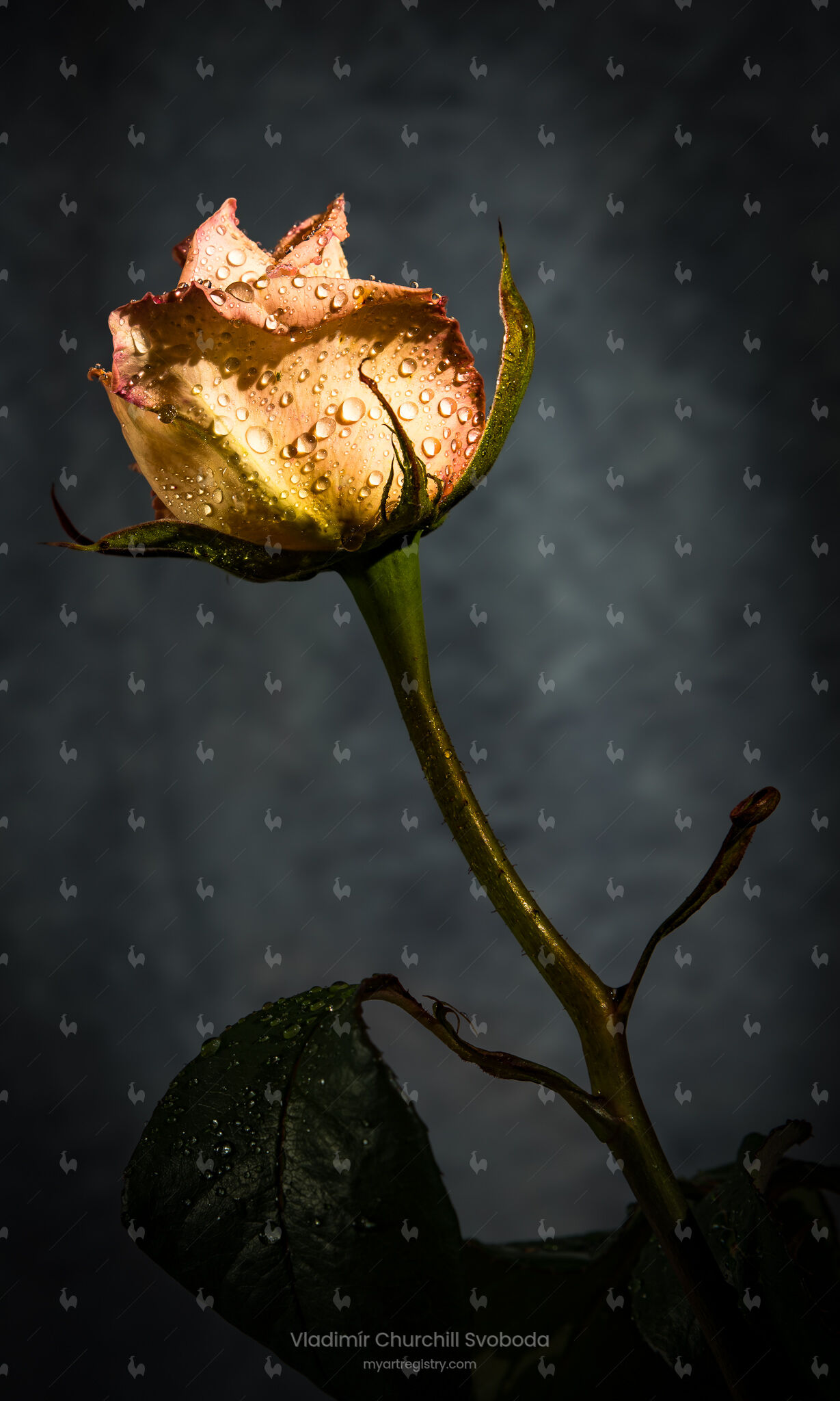 Luminous Dew / Zářivá rosa