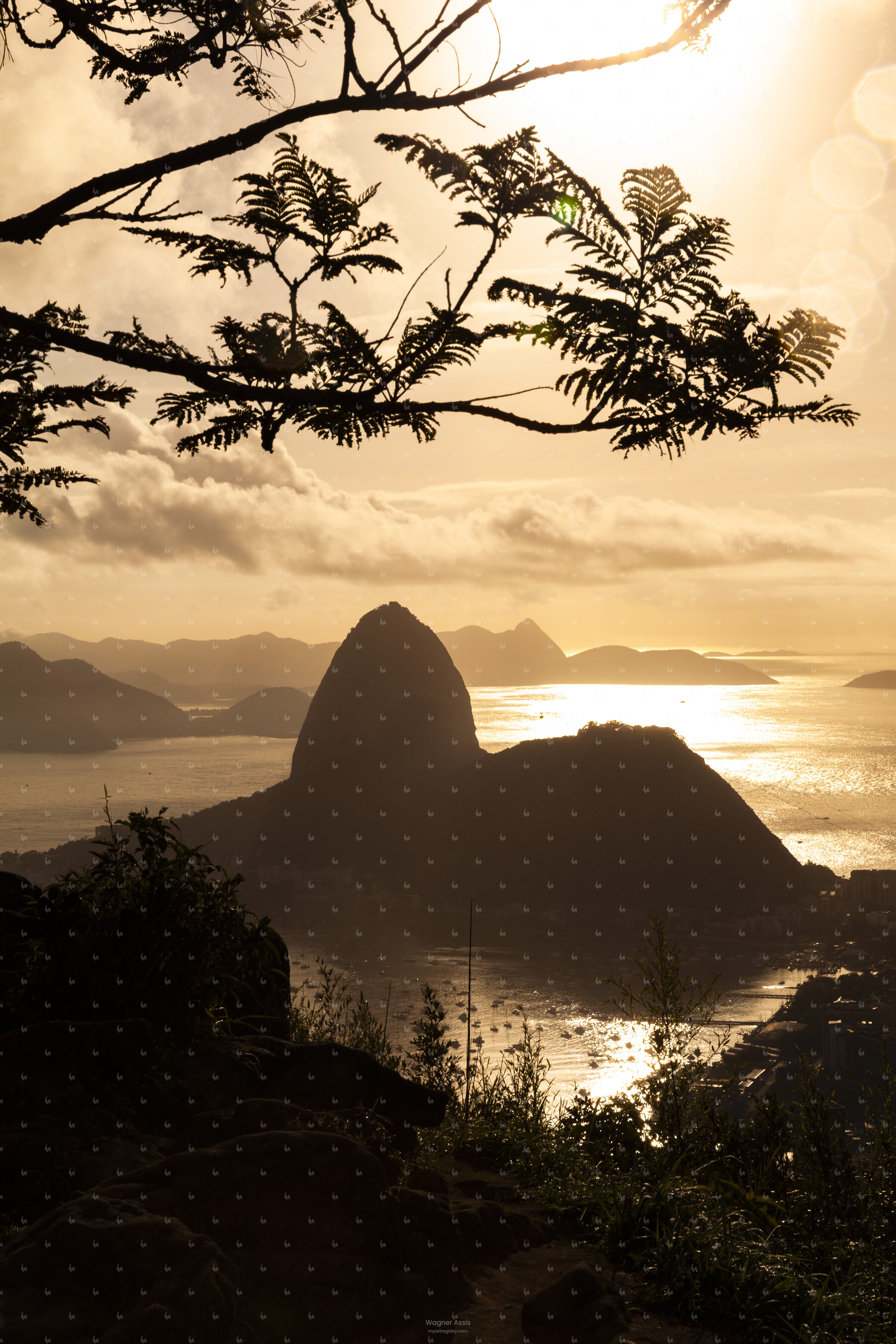 Golden Sugar Loaf
