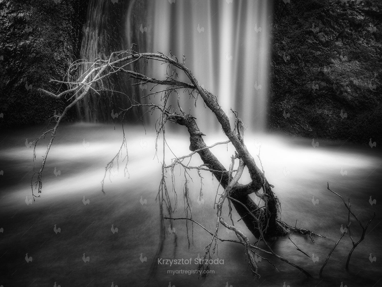 Roots (Pantha Rei - Roots)