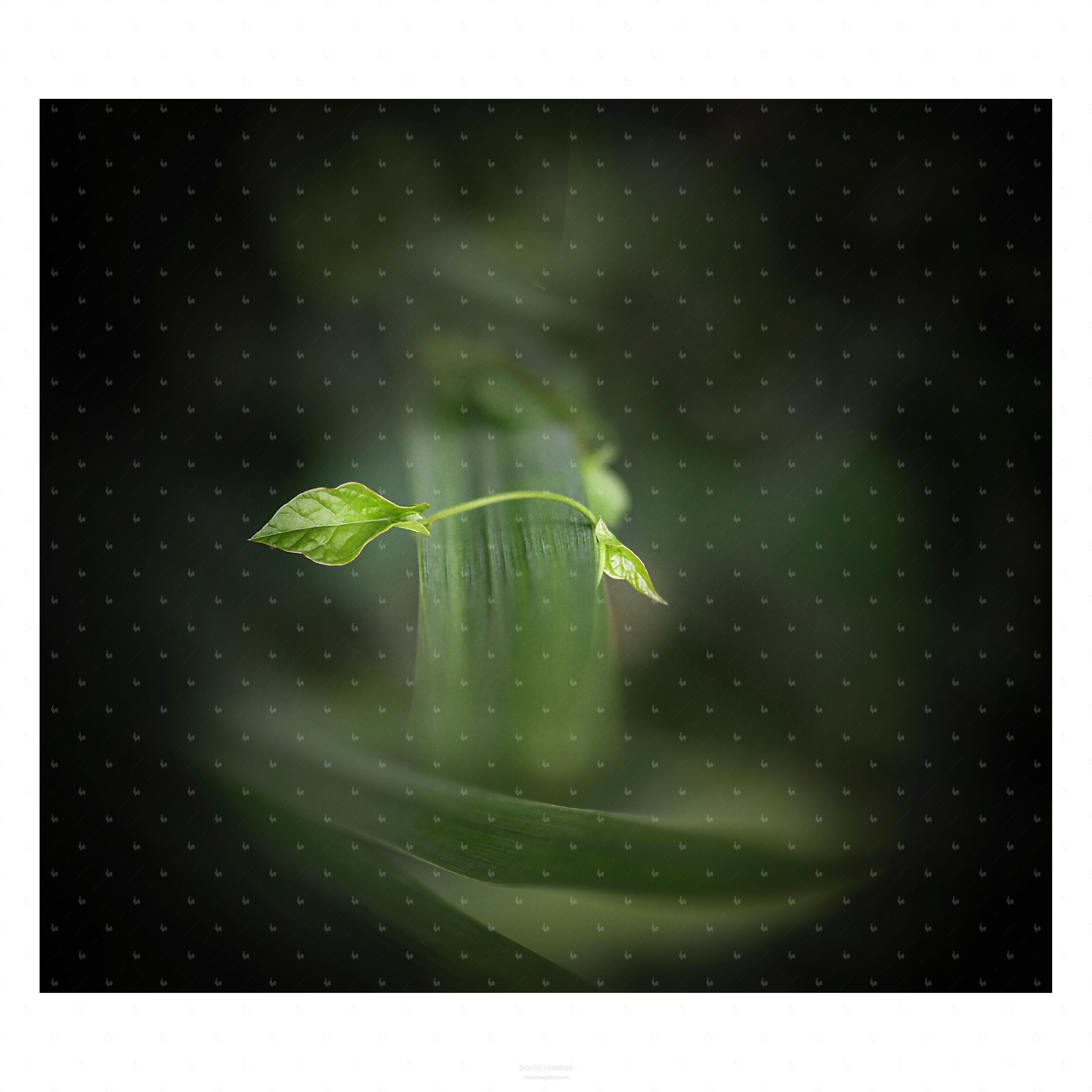 Emerging