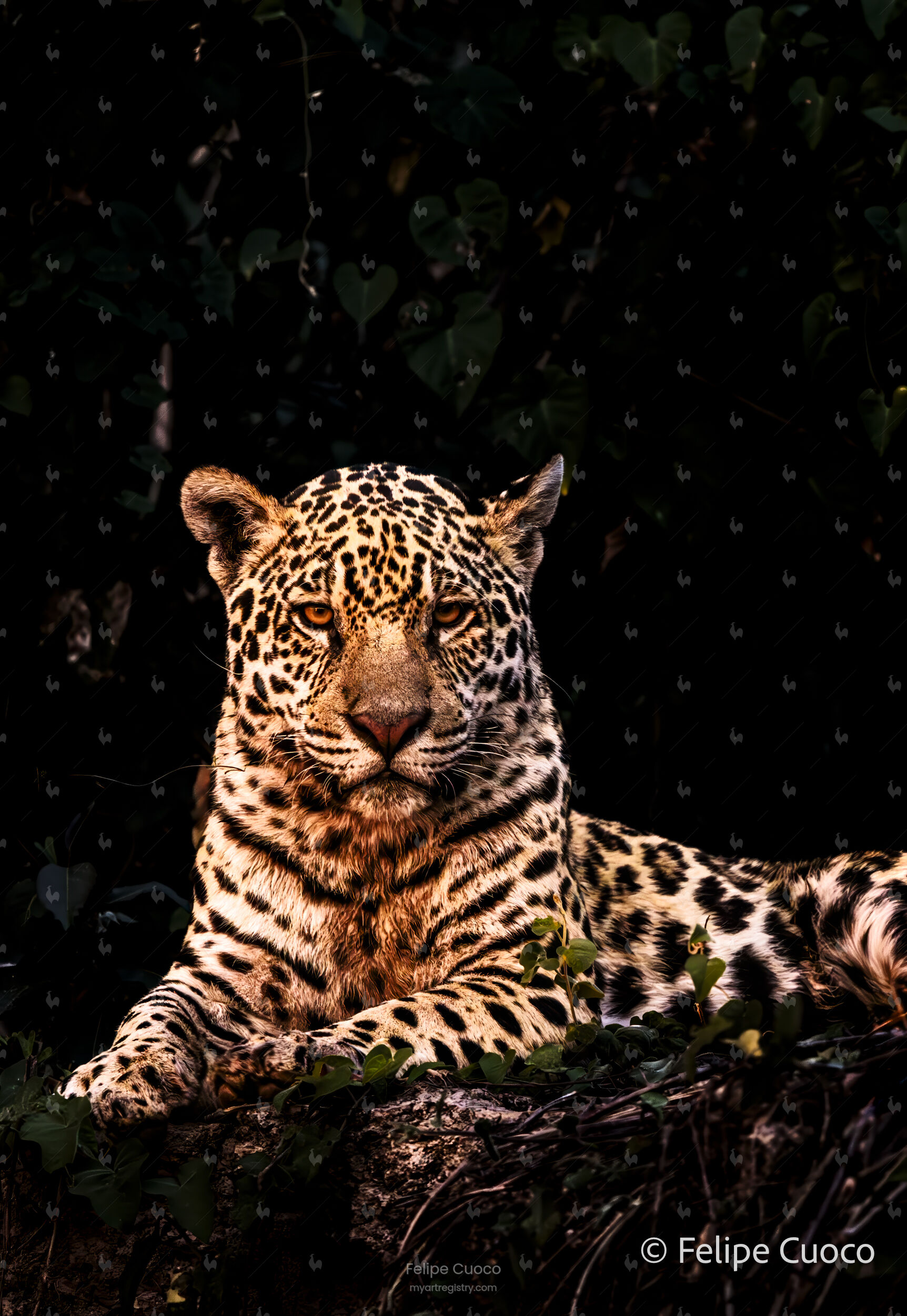 MAJESTY OF PANTANAL