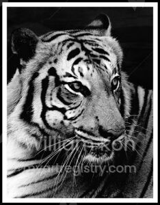 Tiger View