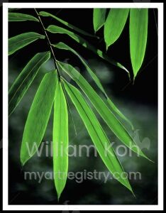 Bamboo Leaf