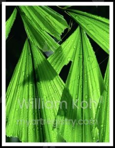 Green After Rain