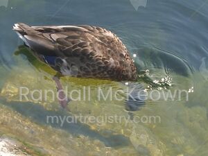Duck
