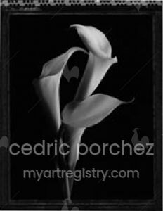 3 arums