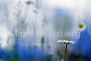 Daisy Days
