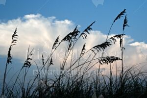 Sea Oats