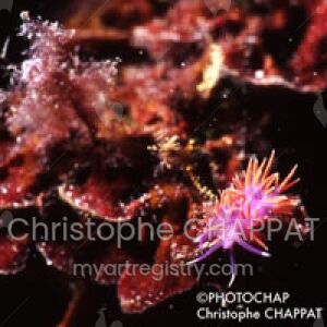 FLABELLINE-3
