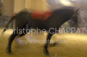Cheval en mouvement DSC_0319