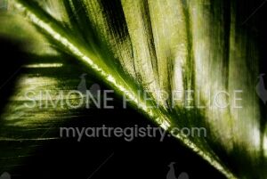 Leaf