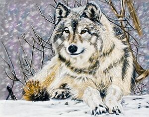 Snow Wolf