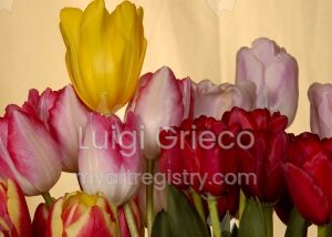 Tulipani