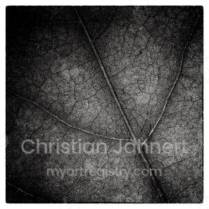 Leaf II.