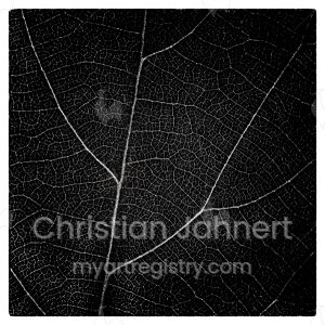 Leaf III.
